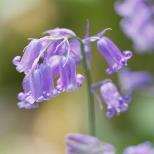 Carpet of Blue with Live Music 6.30pm Screening