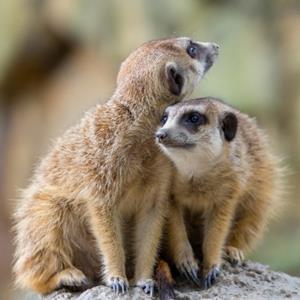 Join our Keeper Talk: Meet Our Meerkat Family