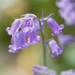 Carpet of Blue with Live Music 6.30pm Screening