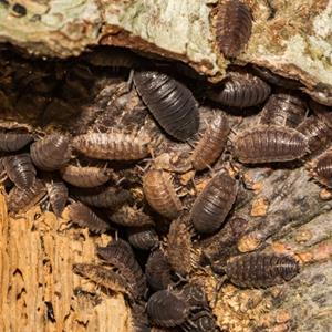 Ecologist's Guide to Deadwood Invertebrates
