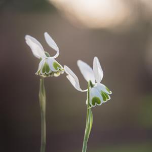 Snowdrop Folklore Walk