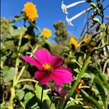 Mapping Queer Desires