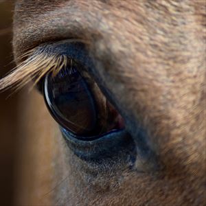 Equine Assisted Psychotherapy : Essential Skills