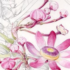 Botanical Sketchbook Study: Intermediate