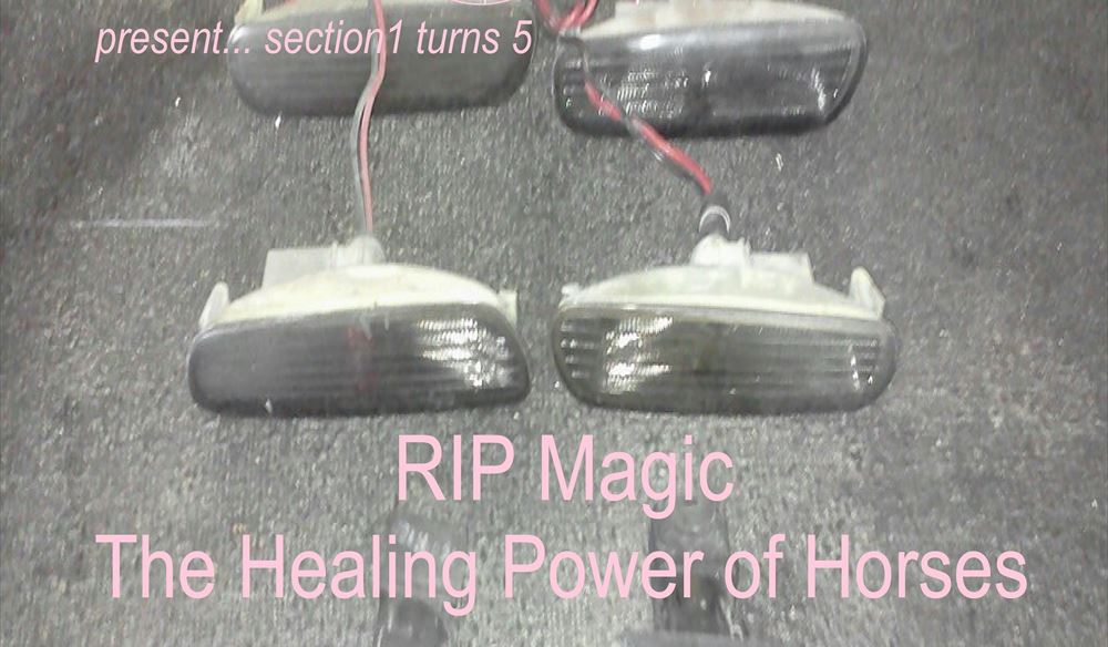 RIP Magic + The Healing Power Of Horses