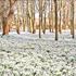 Snowdrops at Welford Park