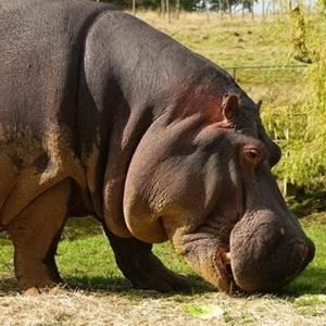 Meet The Hippos at ZSL Whipsnade Zoo