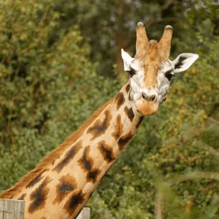 Twycross Zoo - Twycross Zoo - Tickets